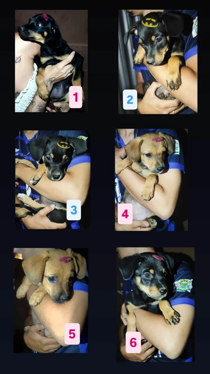 Cachorro ra a SRD-ViraLata idade 2 a 6 meses nome Filhotes