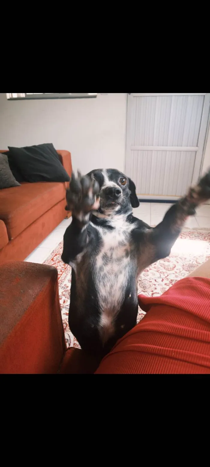 Cachorro ra a SRD-ViraLata idade 1 ano nome Kiara(Kiki)