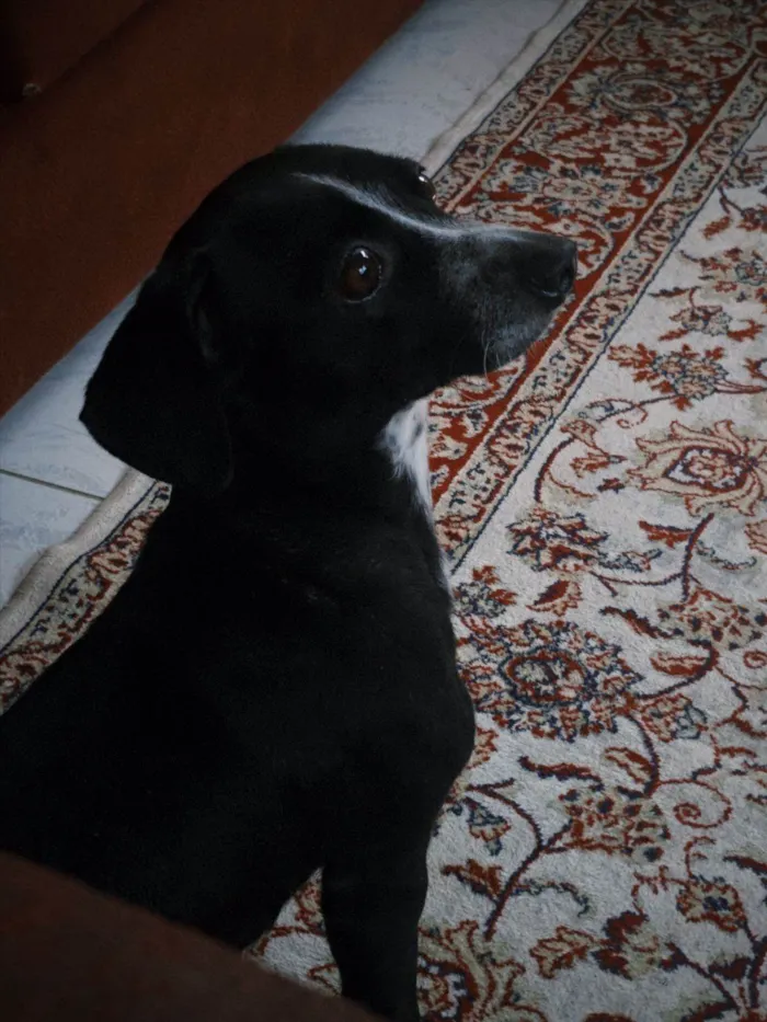 Cachorro ra a SRD-ViraLata idade 1 ano nome Kiara(Kiki)