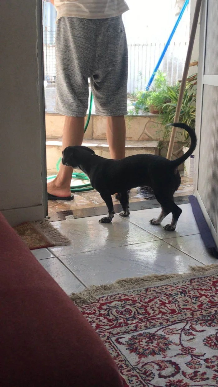 Cachorro ra a SRD-ViraLata idade 1 ano nome Kiara(Kiki)