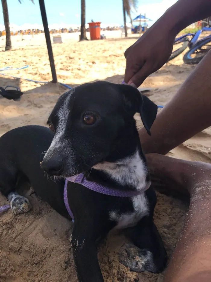 Cachorro ra a SRD-ViraLata idade 1 ano nome Kiara(Kiki)