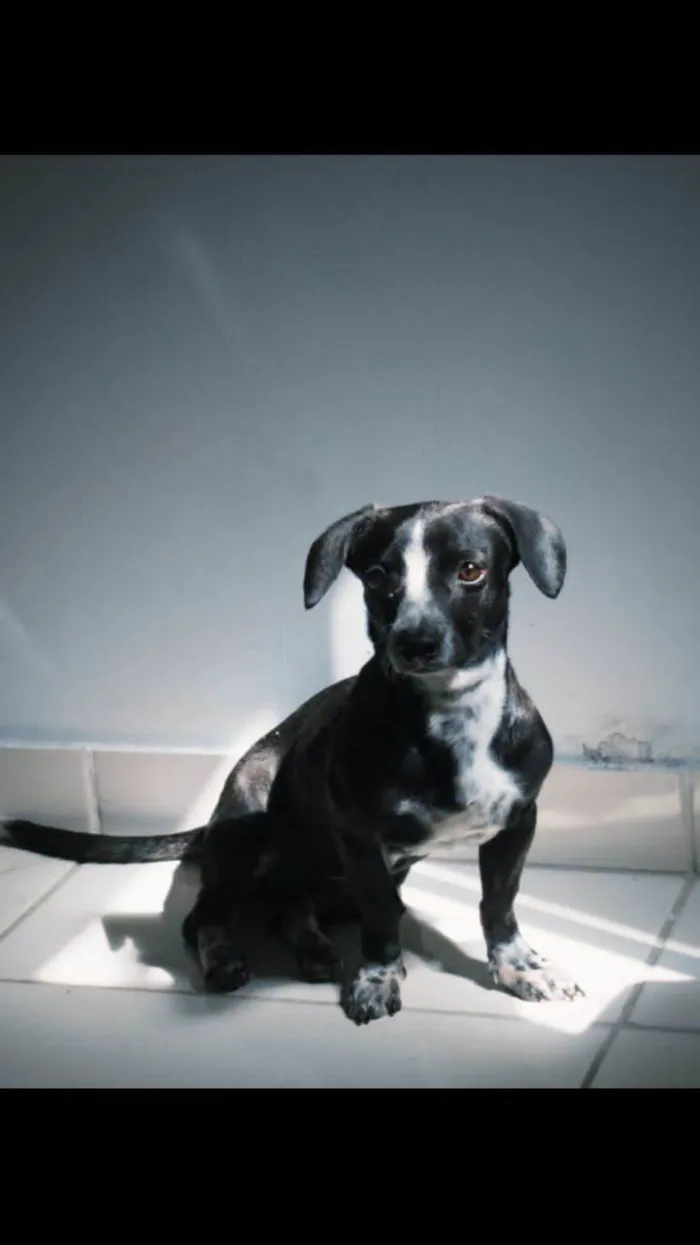 Cachorro ra a SRD-ViraLata idade 1 ano nome Kiara(Kiki)