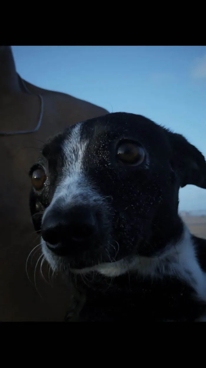 Cachorro ra a SRD-ViraLata idade 1 ano nome Kiara(Kiki)