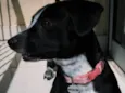 Kiara(Kiki)