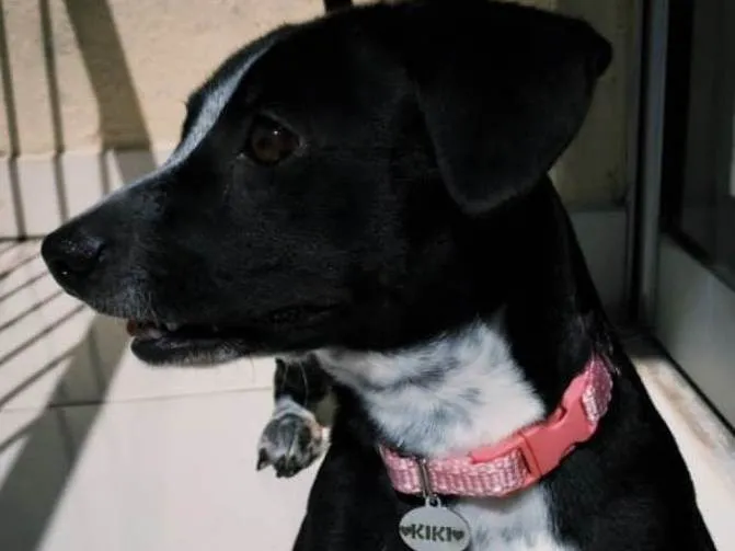 Cachorro ra a SRD-ViraLata idade 1 ano nome Kiara(Kiki)