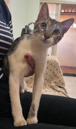 Gato raça SRD-ViraLata idade 2 a 6 meses nome Nina