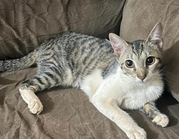 Gato ra a SRD-ViraLata idade 2 a 6 meses nome Nina