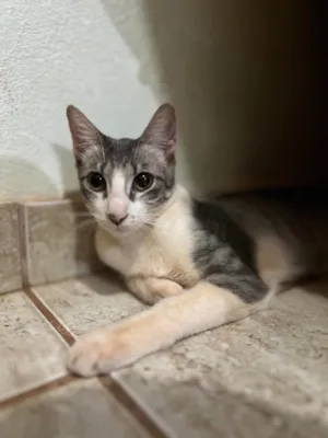 Gato raça SRD-ViraLata idade 2 a 6 meses nome Chanel