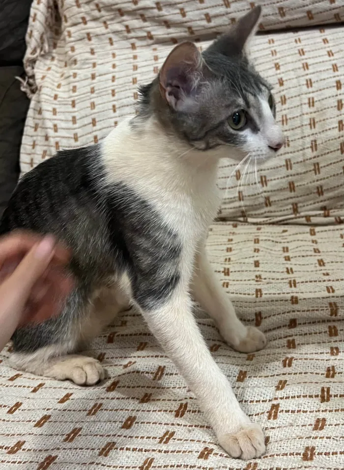 Gato ra a SRD-ViraLata idade 2 a 6 meses nome Chanel