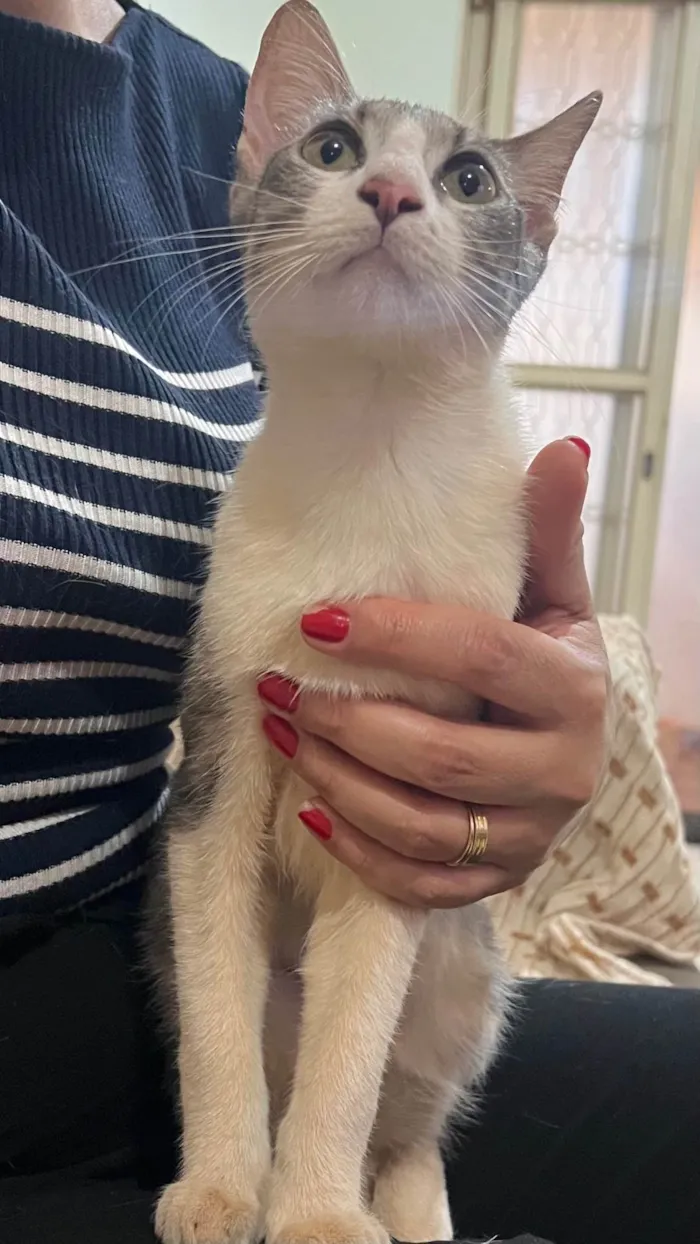 Gato ra a SRD-ViraLata idade 2 a 6 meses nome Chanel