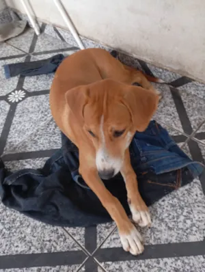 Cachorro raça SRD-ViraLata idade 7 a 11 meses nome Bruna Silva Barcellos Euzébio
