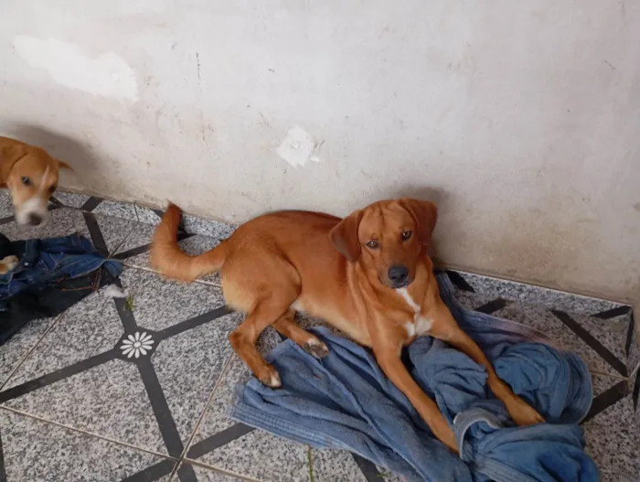 Cachorro ra a SRD-ViraLata idade 7 a 11 meses nome Bruna Silva Barcellos Euzébio
