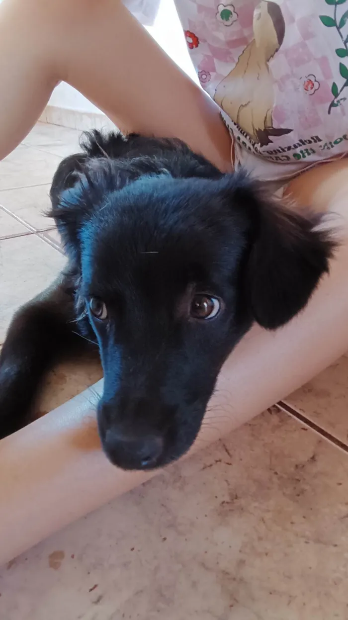 Cachorro ra a SRD-ViraLata idade 1 ano nome Tarê