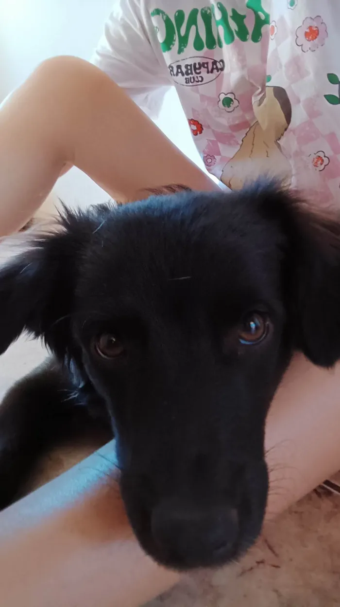 Cachorro ra a SRD-ViraLata idade 1 ano nome Tarê