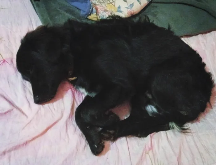 Cachorro ra a SRD-ViraLata idade 1 ano nome Tarê
