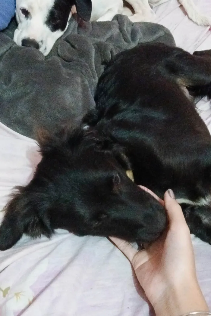Cachorro ra a SRD-ViraLata idade 1 ano nome Tarê