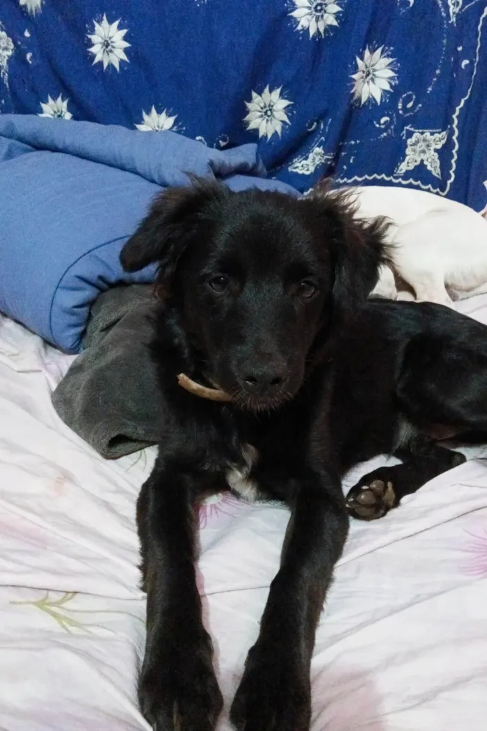 Cachorro ra a SRD-ViraLata idade 1 ano nome Tarê