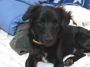 Cachorro raça SRD-ViraLata idade 1 ano nome Tarê