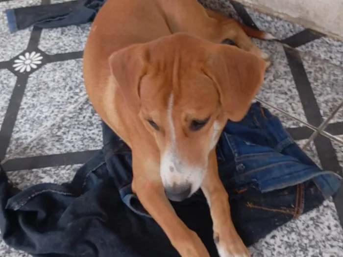 Cachorro ra a SRD-ViraLata idade 7 a 11 meses nome Bruna Silva Barcellos Euzébio