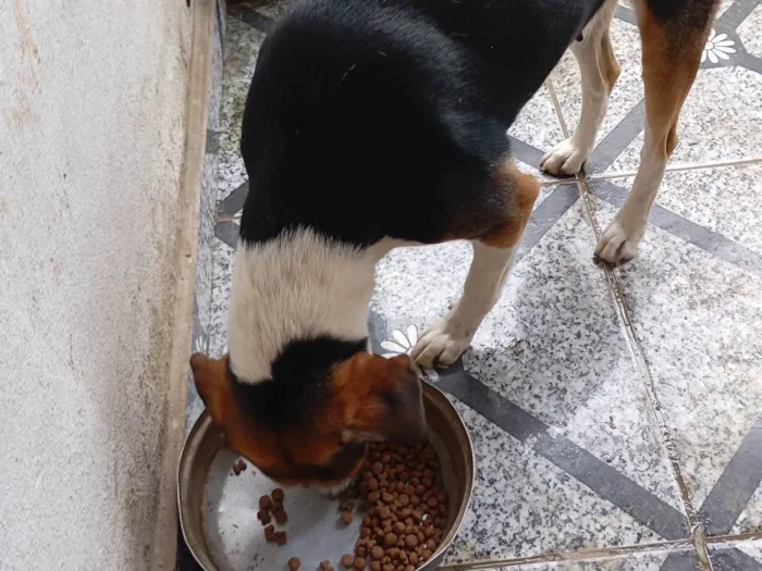 Cachorro ra a SRD-ViraLata idade 7 a 11 meses nome Bruna Silva Barcellos Euzébio