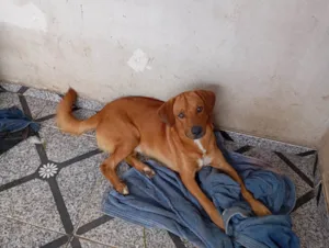 Cachorro raça SRD-ViraLata idade 1 ano nome Bruna Silva Barcellos Euzébio