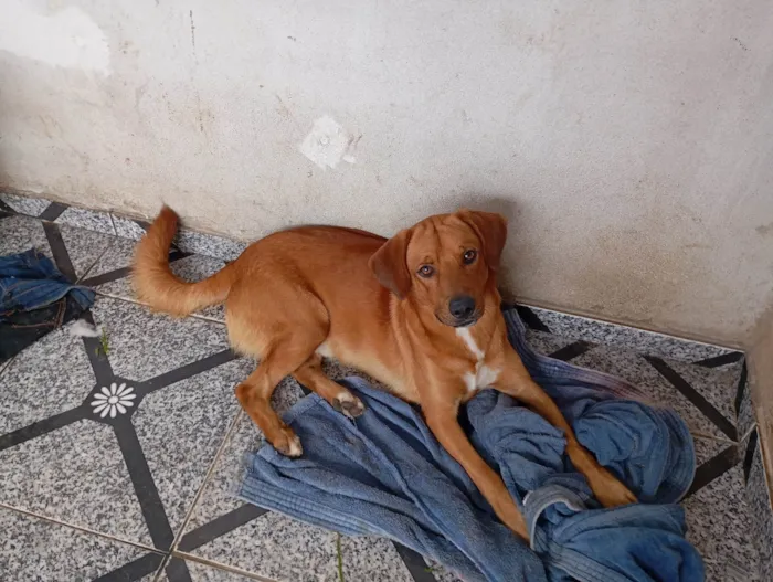 Cachorro ra a SRD-ViraLata idade 1 ano nome Bruna Silva Barcellos Euzébio