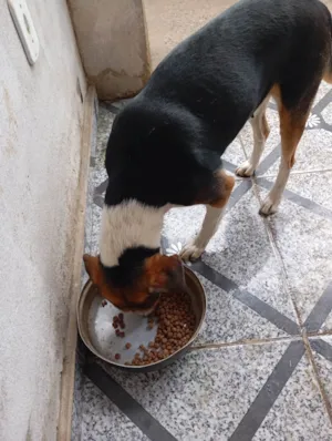 Cachorro raça SRD-ViraLata idade 4 anos nome Bruna Silva Barcellos Euzébio