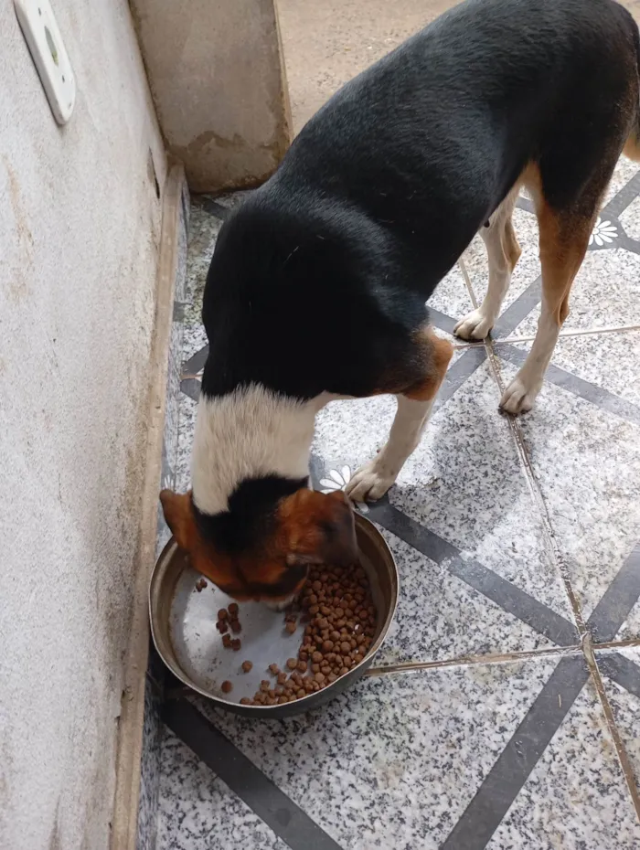 Cachorro ra a SRD-ViraLata idade 4 anos nome Bruna Silva Barcellos Euzébio