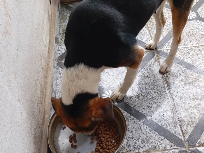 Cachorro ra a SRD-ViraLata idade 4 anos nome Bruna Silva Barcellos Euzébio