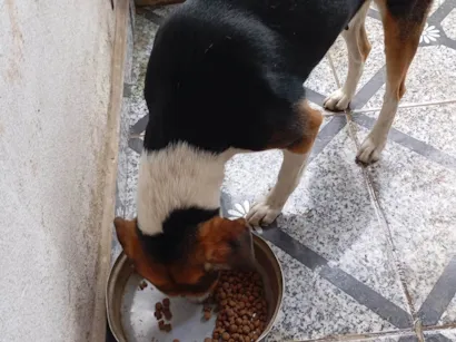 Cachorro raça SRD-ViraLata idade 4 anos nome Bruna Silva Barcellos Euzébio