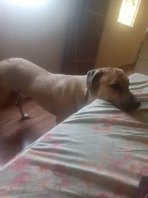 Cachorro raça Pit-Bull idade 2 anos nome Luke 