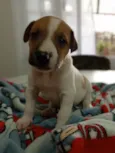 Pipoca paçoca amendoim