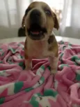 Pipoca paçoca amendoim