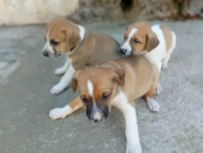 Cachorro raça SRD-ViraLata idade 2 a 6 meses nome Pipoca paçoca amendoim