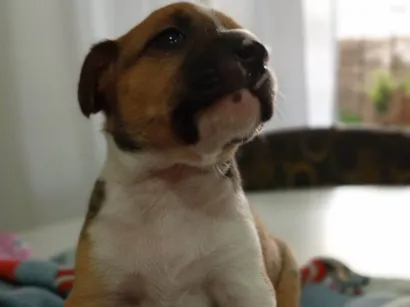 Cachorro raça SRD-ViraLata idade 2 a 6 meses nome Pipoca paçoca amendoim