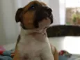 Pipoca paçoca amendoim