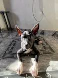 Bela