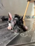 Bela