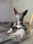 Bela