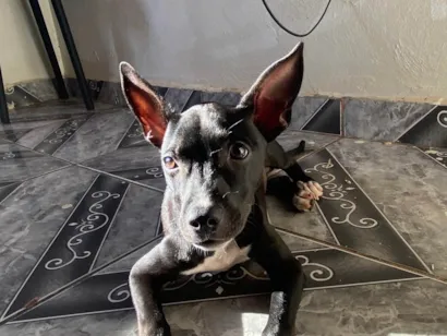 Cachorro raça SRD-ViraLata idade 2 a 6 meses nome Bela