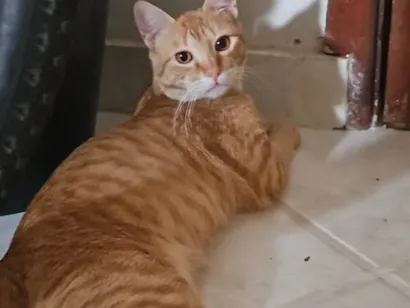 Gato raça SRD-ViraLata idade 7 a 11 meses nome Galego