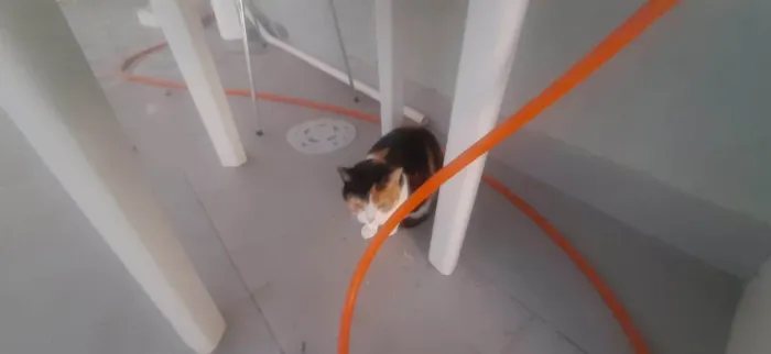 Gato ra a SRD-ViraLata idade 6 ou mais anos nome Amora