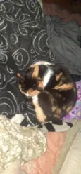 Amora