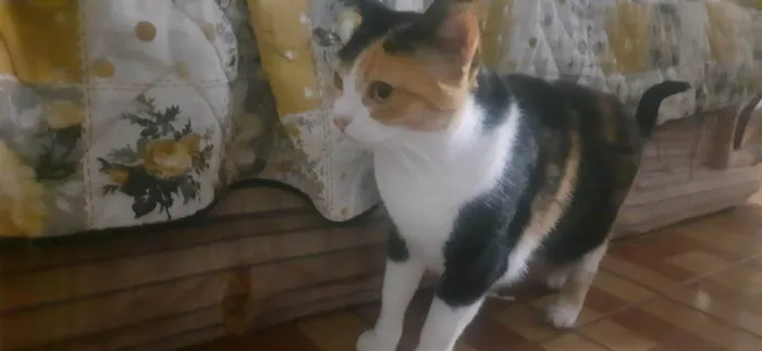 Gato ra a SRD-ViraLata idade 6 ou mais anos nome Amora