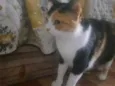 Amora
