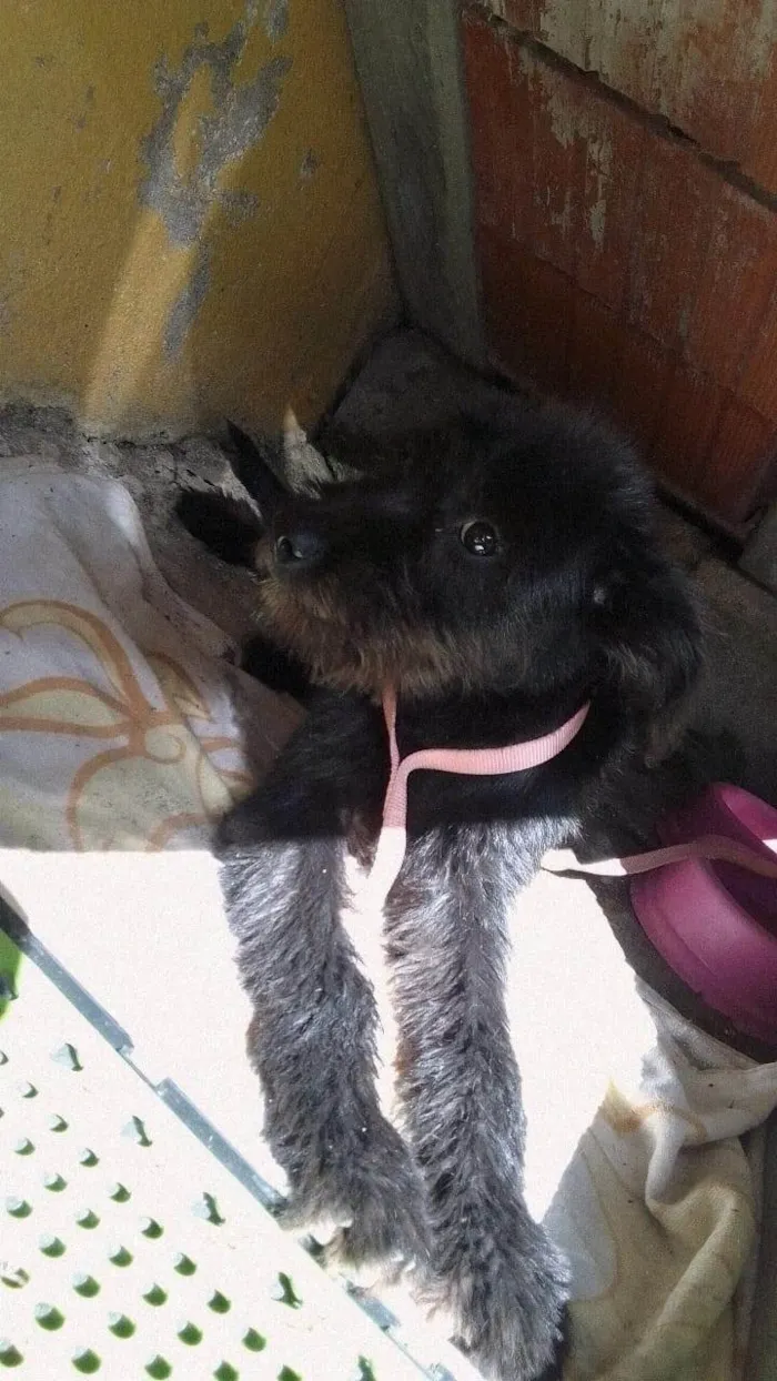Cachorro ra a SRD-ViraLata idade 2 a 6 meses nome Jade