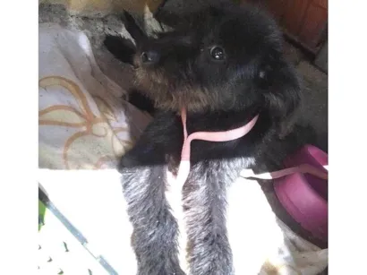 Cachorro raça SRD-ViraLata idade 2 a 6 meses nome Jade