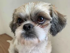 Cachorro raça Shitzu idade 3 anos nome Floquinho 