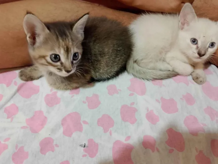Gato ra a SRD-ViraLata idade Abaixo de 2 meses nome NORMA ELENA ROLON MALDONADO