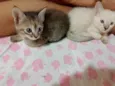NORMA ELENA ROLON MALDONADO